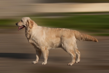 Les chiots Golden à venir